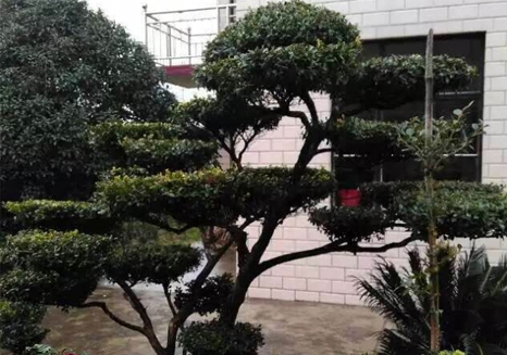 瓜子黃楊案例